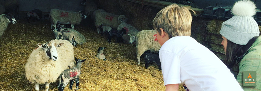 Kids absolutely love lambing season on Dewflock Farm
