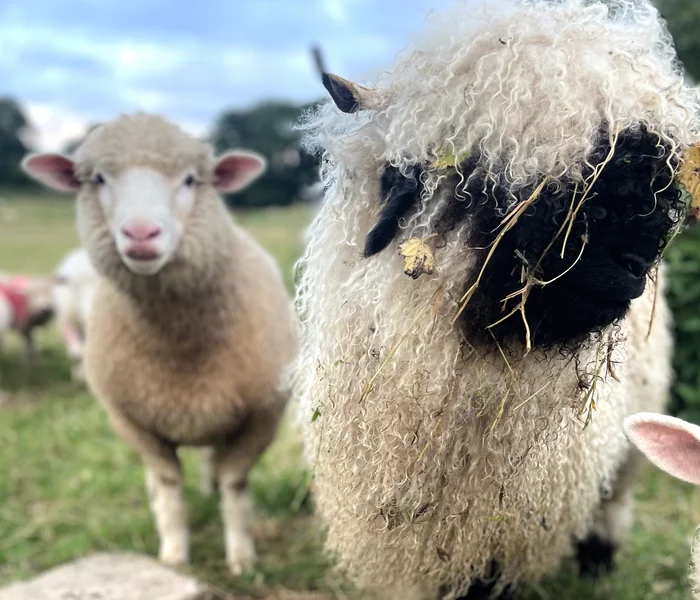 Come and meet us all at Dewflock farm, home of Dorset Farm Camping