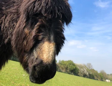 Say hello to the foal