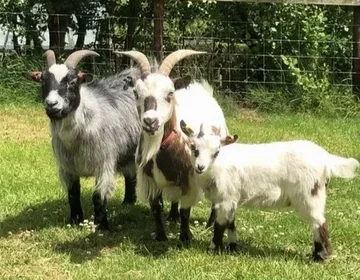 Meet the goats