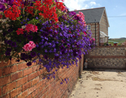 The usual collection of farmyard animals – chickens, dogs, cats and ponies