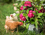 We have lots of chickens and lots of fresh eggs