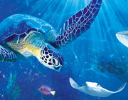 Sealife Centre Weymouth