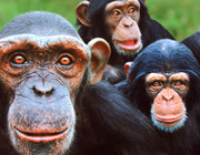 Monkey Worlld, Wareham